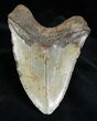 MEGA - Inch Megalodon Tooth #1597-2